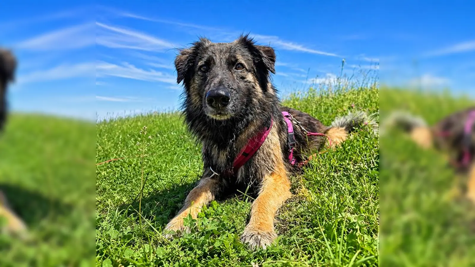 Ela, unser Colli-Schäferhund Mix. (Foto: Tierheim Riem)