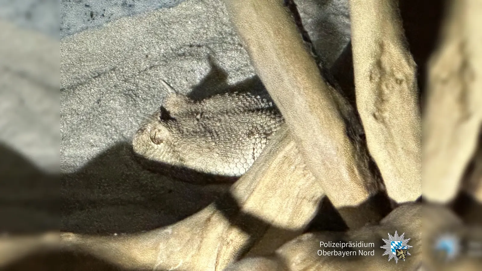 In einem Germeringer Mehrfamilienhaus fand die Polizei die Hornvipern. (Foto: Polizeipräsidium Oberbayern Nord)