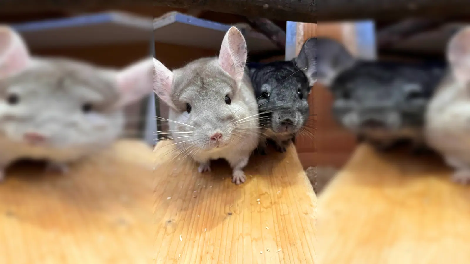 Chinchillas Juna (hell) und Buzz (dunkel) suchen ein neues Zuhause. (Foto: Tierheim Riem)