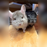 Chinchillas Juna (hell) und Buzz (dunkel) suchen ein neues Zuhause. (Foto: Tierheim Riem)