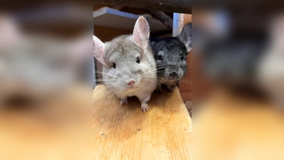 Chinchillas Juna (hell) und Buzz (dunkel) suchen ein neues Zuhause. (Foto: Tierheim Riem)