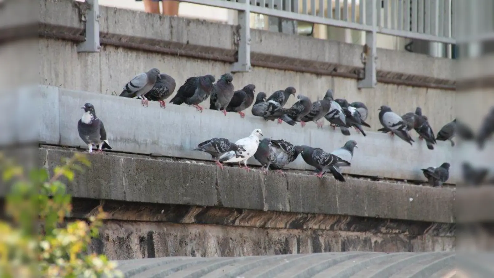 Besonders viele Tauben findet man dort, wo es Essensreste gibt, wie zum Beispiel an Bahnhöfen. Das Foto wurde unterhalb des Bahnsteigs am Laimer Bahnhof aufgenommen. (Foto: bb)