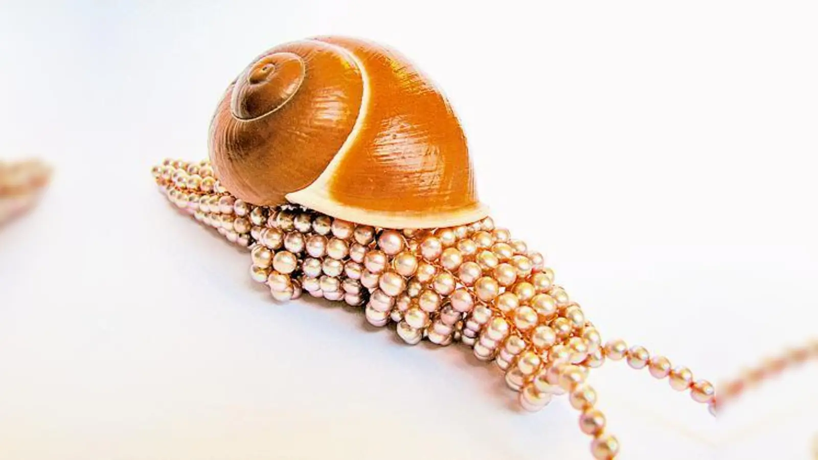 David Bielander mit einer Perlenschnecke als Halsschmuck.	 (Foto: VA)