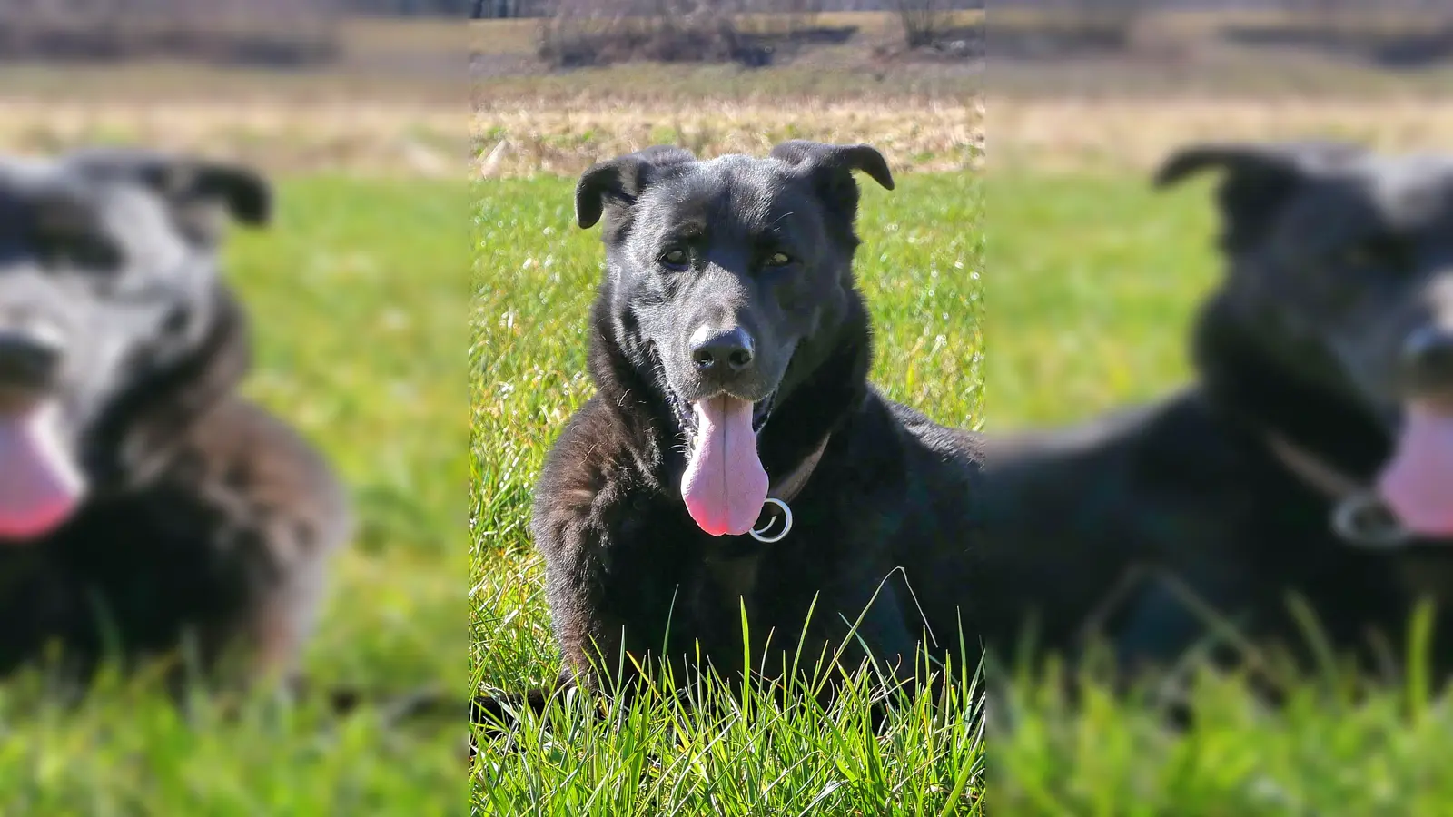 Schäferhund Mischlingsrüde Lucky. (Foto: Tierheim Riem)