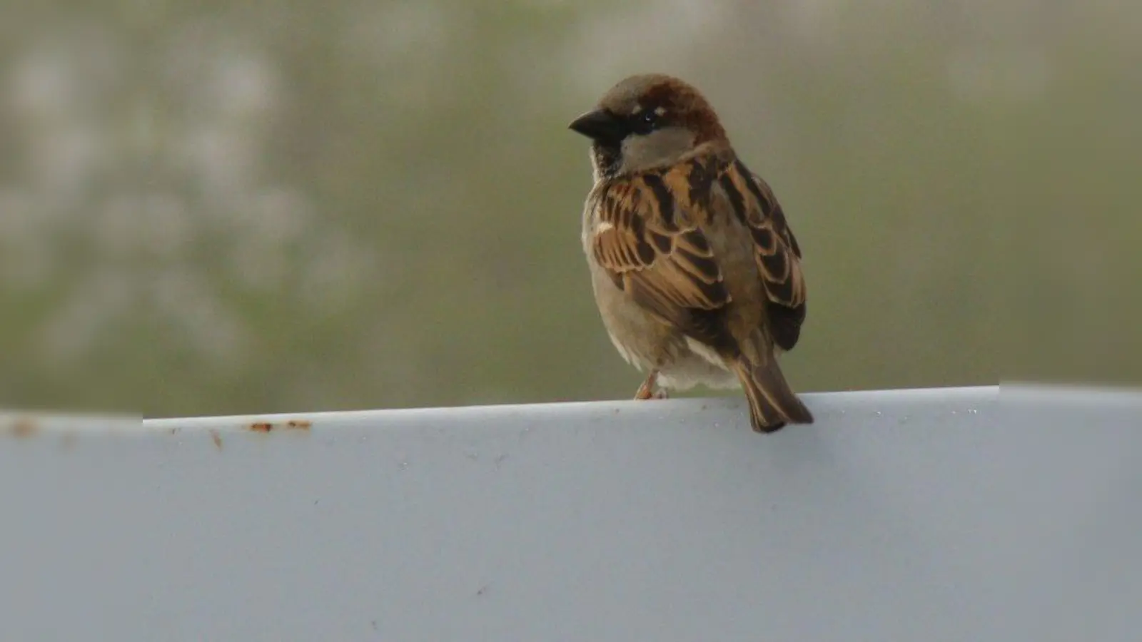 Sperlinge sind Körnerfresser, erkennbar an ihrem kräftigen Schnabel. (Foto: pst)