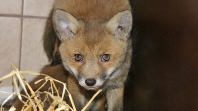 Ein Fuchswelpe. Schätzungen zufolge werden weltweit jährlich etwa 100 Millionen Tiere für die Modebranche getötet. (Foto: Tierschutzverein München e.V.)