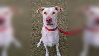 Ichiko ist ein kastrierter Rüde (Mix). (Foto: Tierheim Riem)
