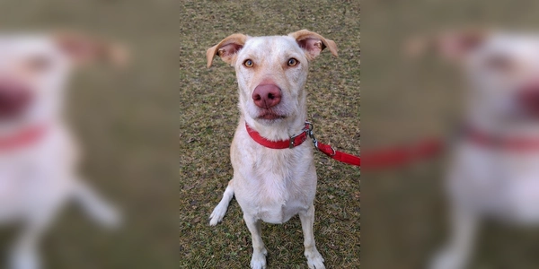 Ichiko ist ein kastrierter Rüde (Mix). (Foto: Tierheim Riem)
