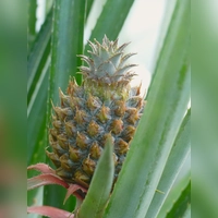 Für viele überraschend: Auch die Ananas zählt zu den sukkulenten Pflanzen. (Foto: Botmuc/Tilmann Lohff )