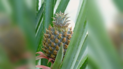 Für viele überraschend: Auch die Ananas zählt zu den sukkulenten Pflanzen. (Foto: Botmuc/Tilmann Lohff )