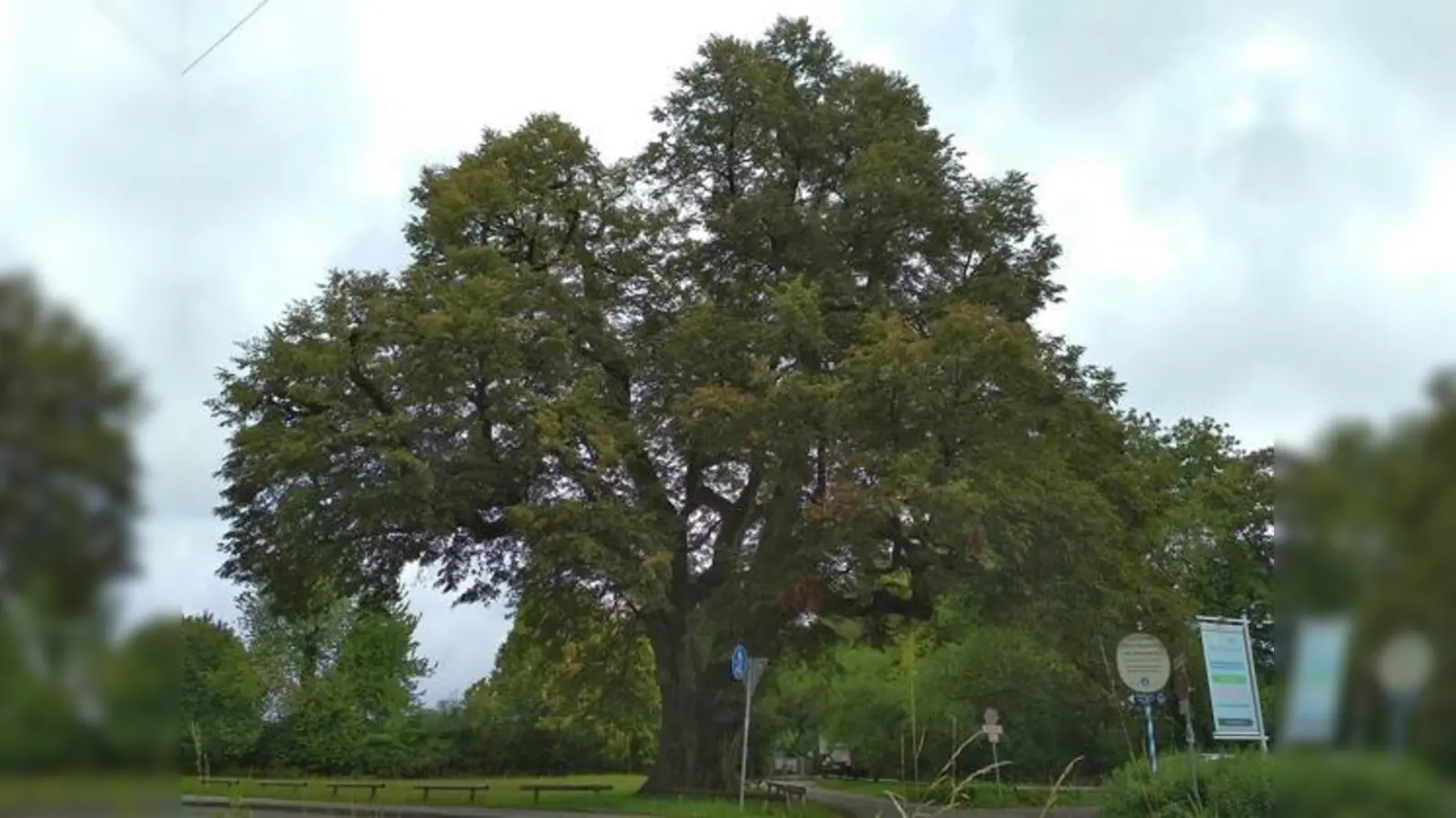 Moosach hat nicht nur die älteste Kirche, sondern auch den ältesten Baum. Die Röth-Linde ist 23 Meter hoch und gilt als wohl ältester Baum im Stadtgebiet.  (Foto: Andrybak, CC-BY 4.0)