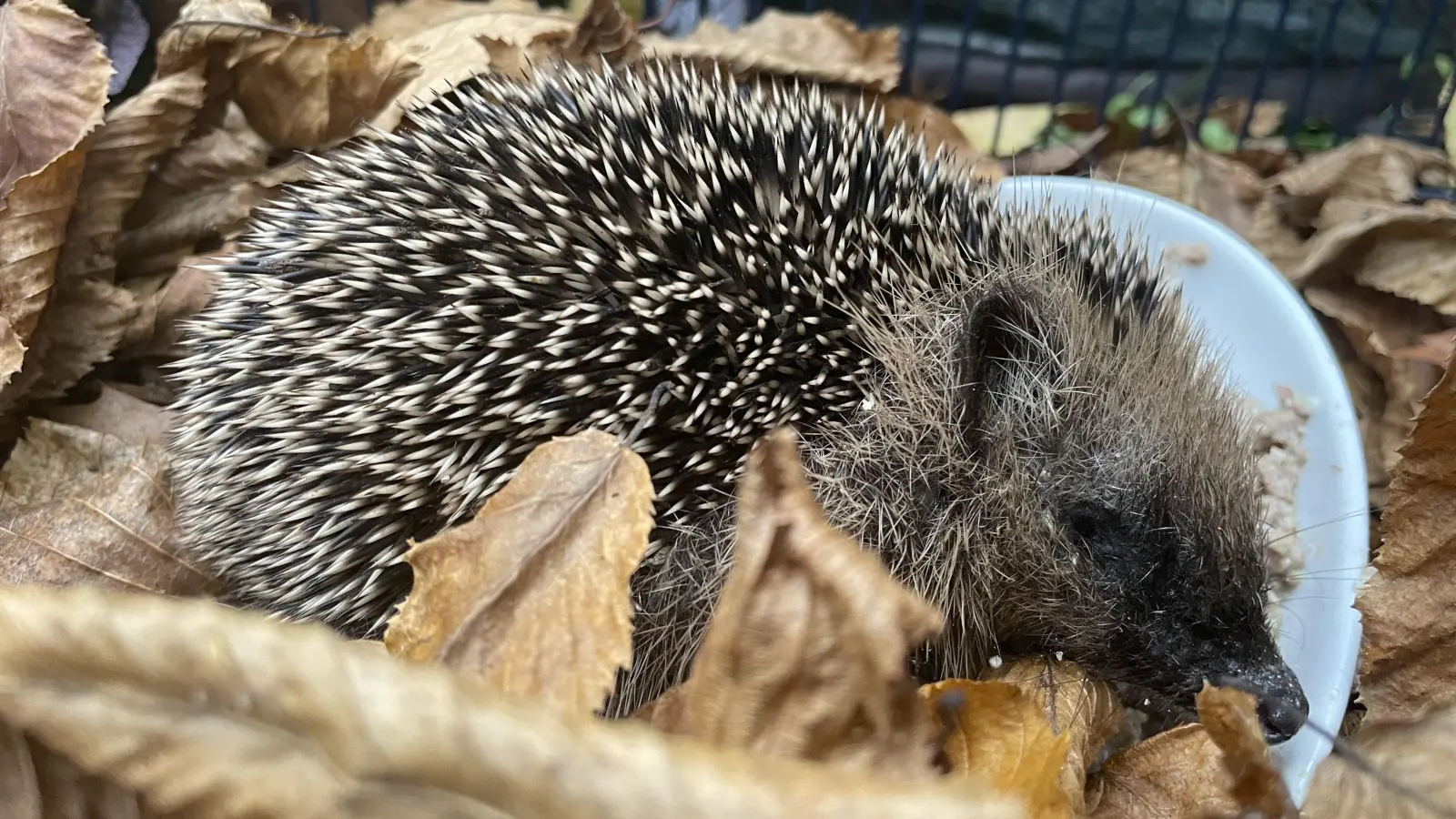 Zu kleine Igel lassen sich vor dem Winter mit Katzenfutter aufpäppeln. Für den Winterschlaf ist ein Laubhaufen im Garten gut geeingnet.  (Foto: pst)