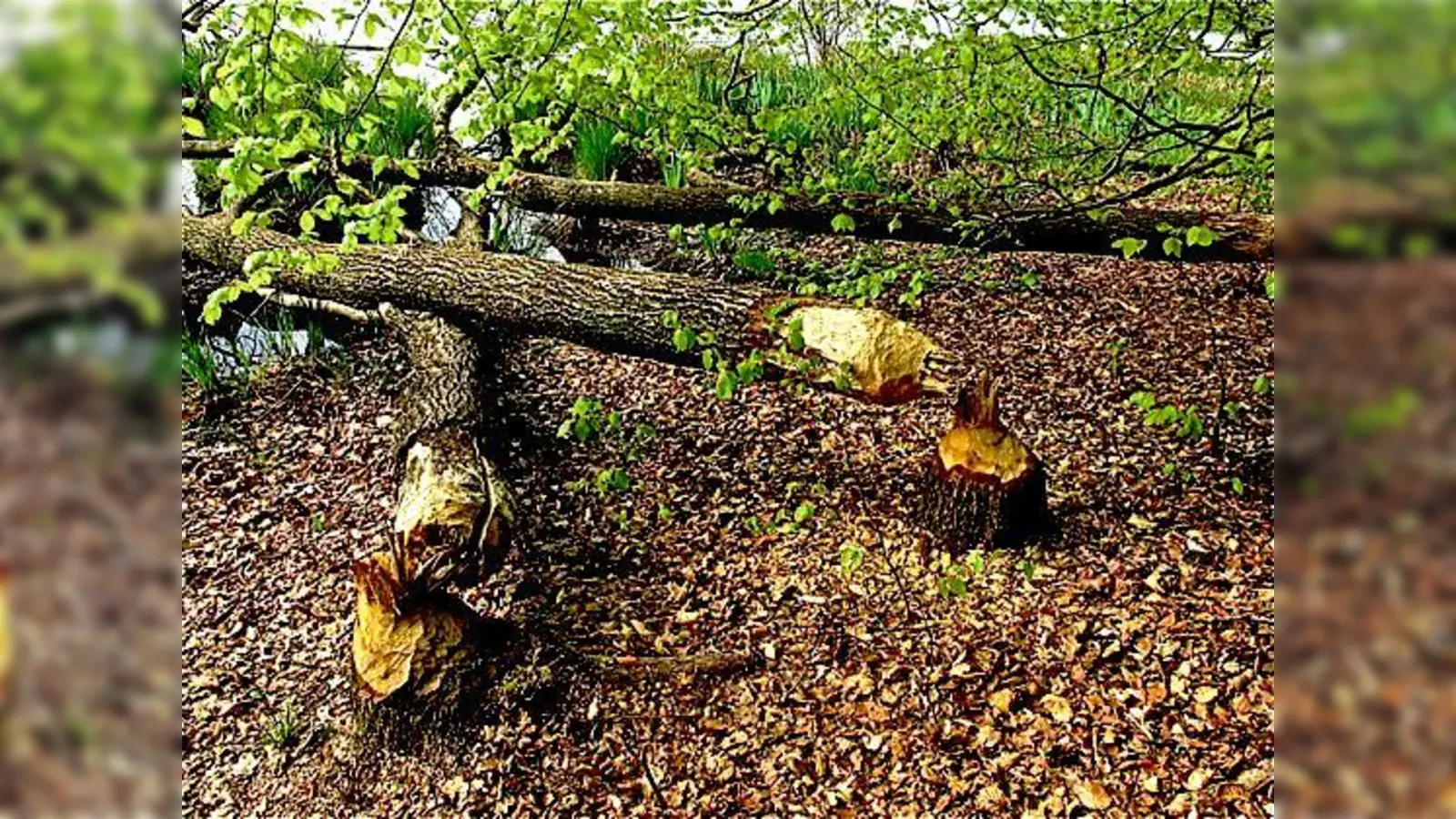 Der Biber vom Egglburger See war bereits sichtlich fleißig.	 (Foto: BN)