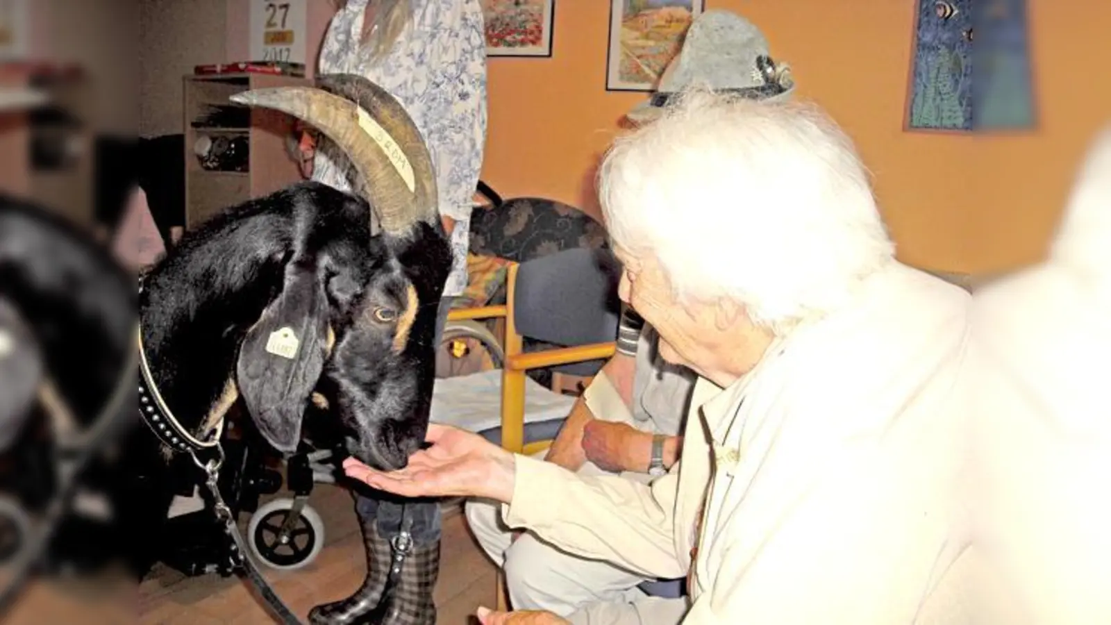 Der Ziegenbock Bromm weckte bei dem einen oder anderen Erinnerungen aus der Kinderheit.	 (Foto: Privat)