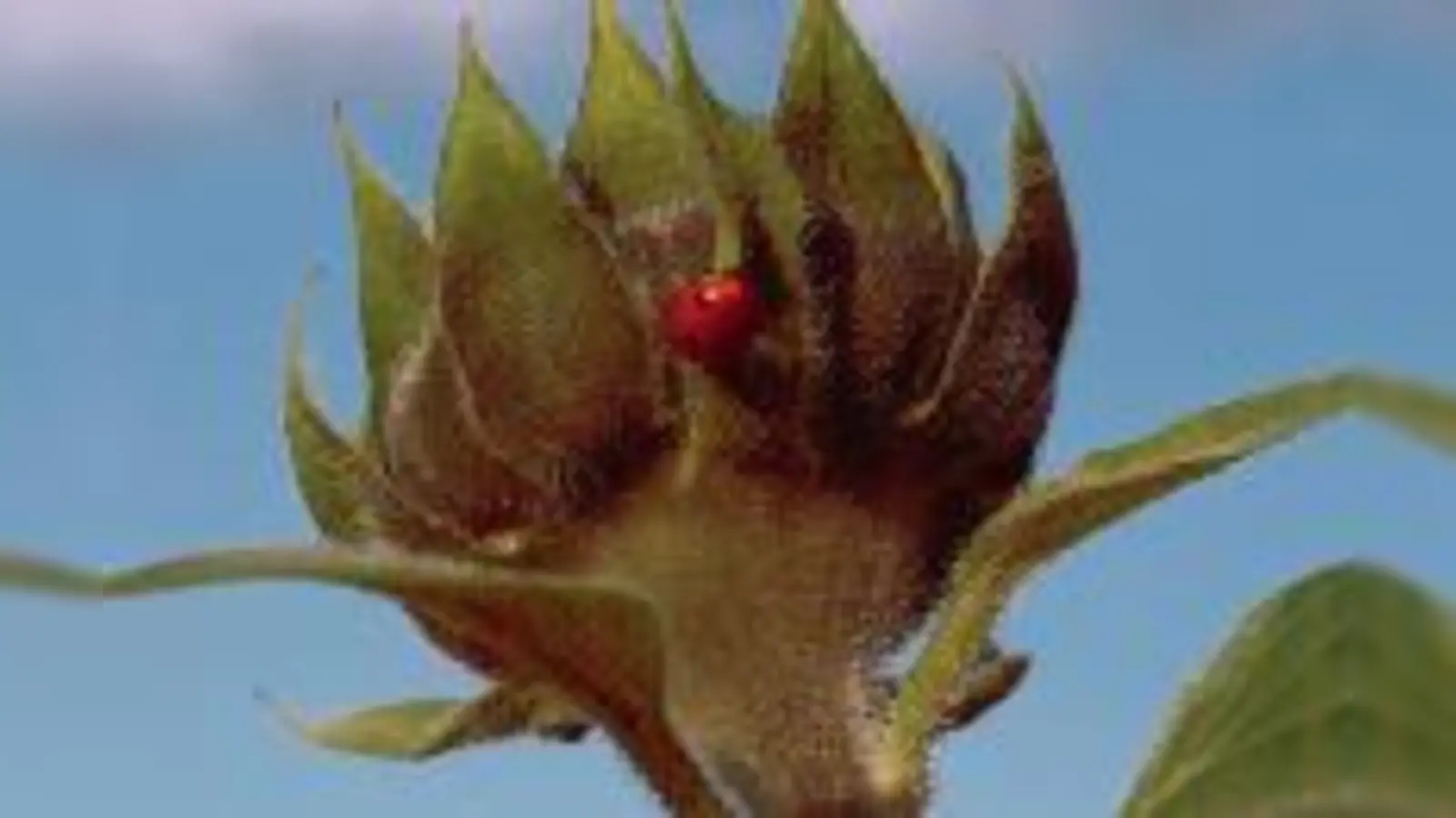 Im Wachsen: 1.000 Sonnenblumen.	  (Foto: Michael Kunz)