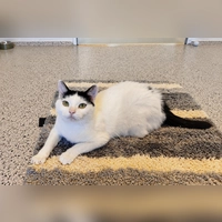 Nala ist eine zutrauliche und menschenbezogene Katze. (Foto: Tierheim Riem)