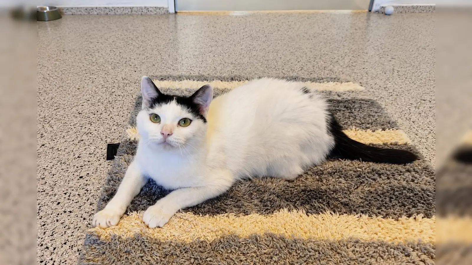 Nala ist eine zutrauliche und menschenbezogene Katze. (Foto: Tierheim Riem)