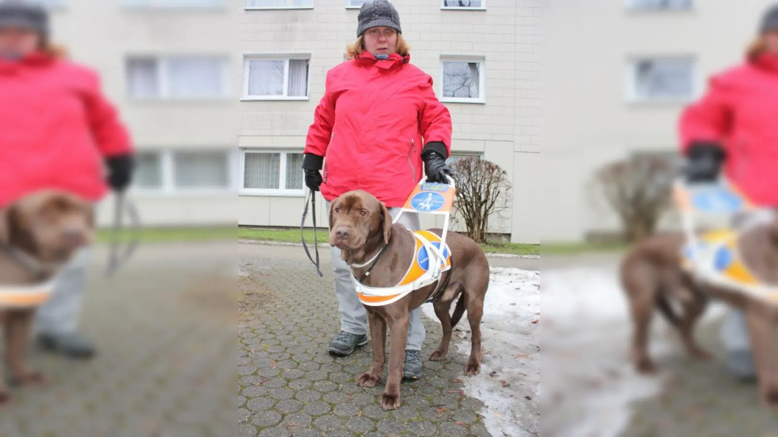 Blindenführhunde sind an der orangefarbenen Kenndecke mit der gleichnamigen Aufschrift gut zu erkennen. (Foto: job)