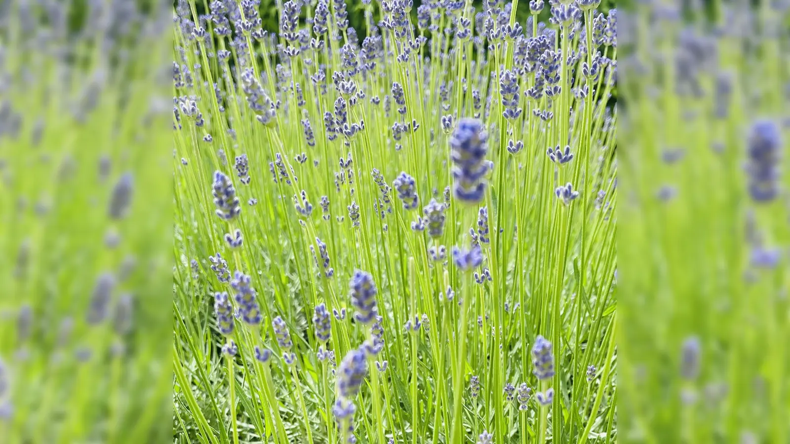 Über die wunderbare Wirkweise von Lavendel wird im ASZ Harlaching am 1. August berichtet. (Foto: hw)
