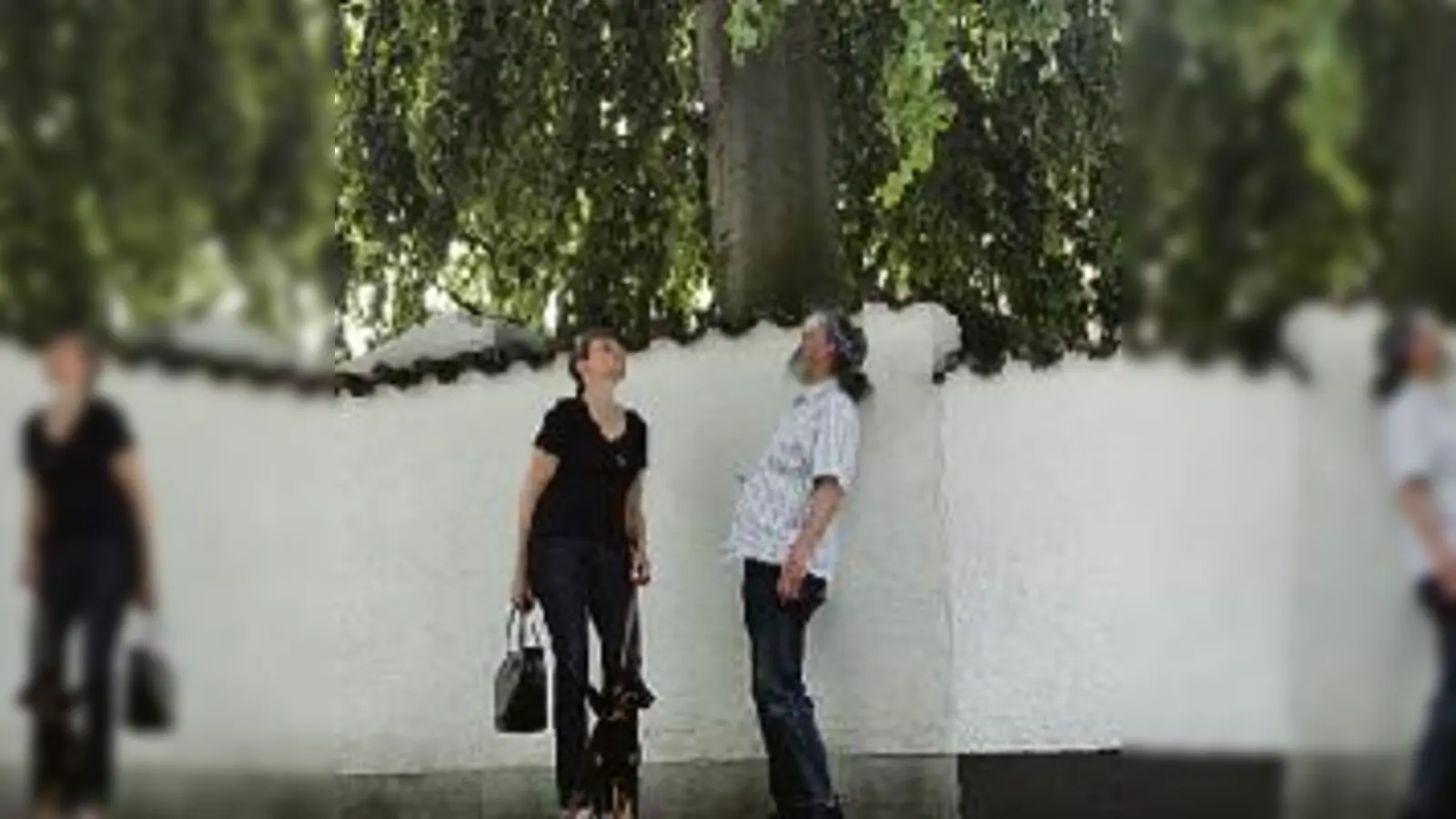 Andrea Leiber und Heinz Brachvogel vom Umweltnetz München-Ost vor der Hängebuche am Grundstück in  (Foto: Die Anwohnerin hatte beobachtet, wie eine Esche (re.) auf dem selben Grundstück »mutwillig« beschädigt und dann »ohne Genehmigung« gefällt wurde)