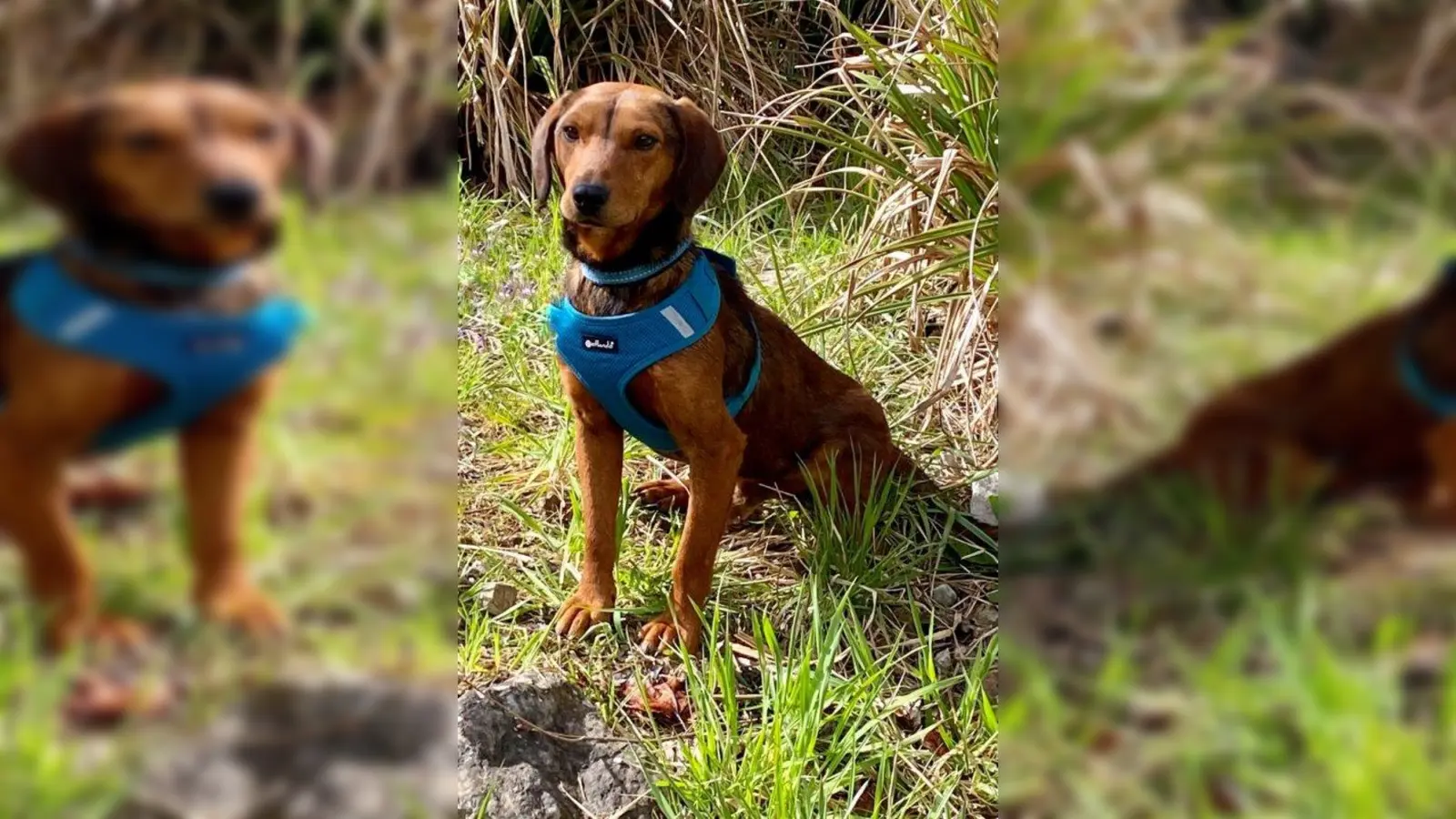 Dackelmix Max (Foto: Tierheim München)