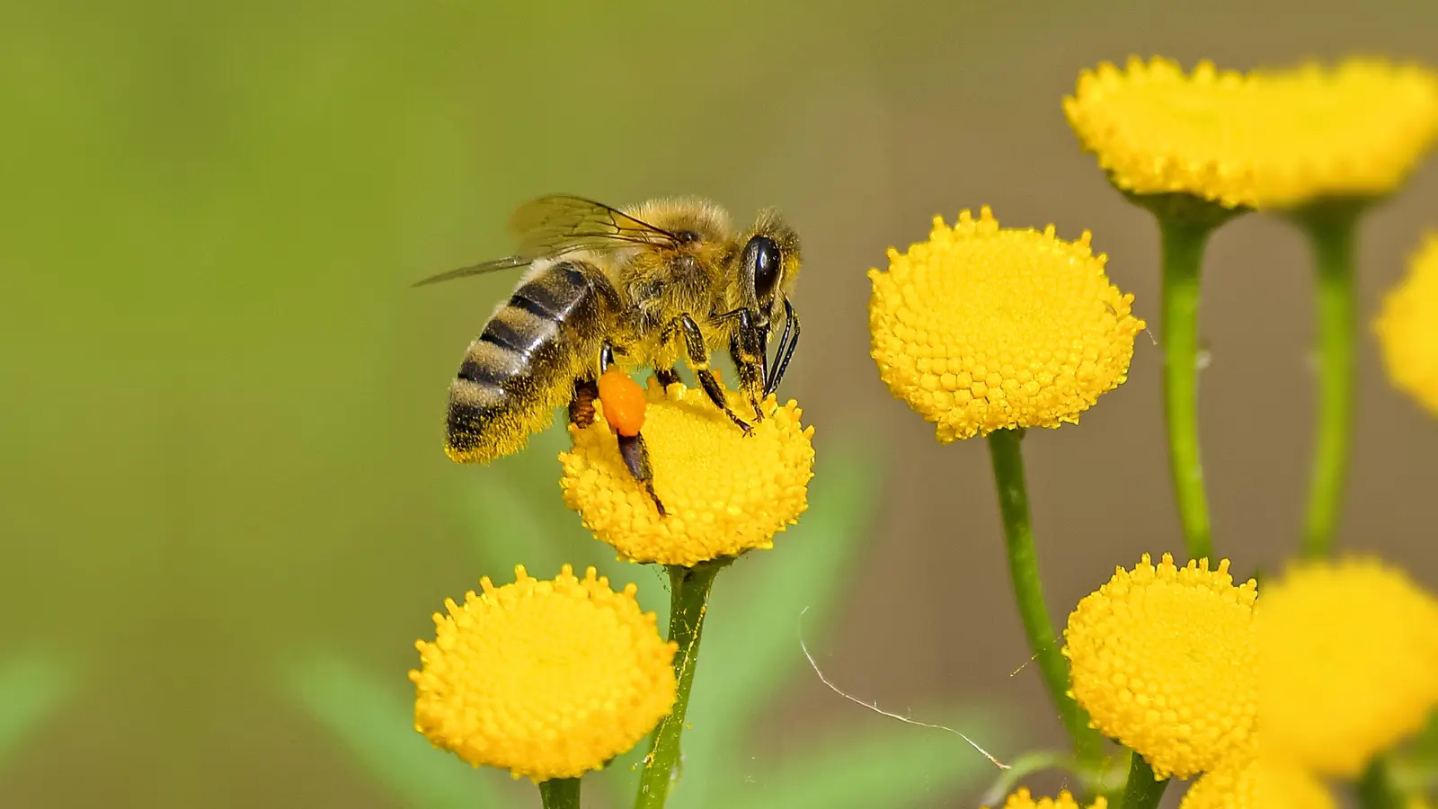 "Rettet die Bienen" lautet der Slogan, wenngleich hinter dem Volksbegehren Artenvielfalt weit mehr steckt. Unterstützer können sich noch bis 13. Februar eintragen. (Foto: CC0)