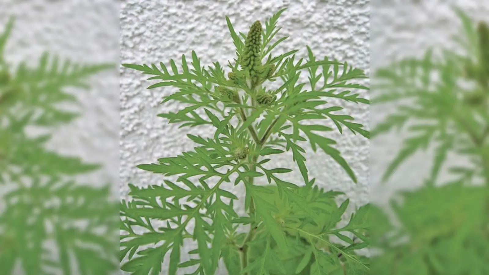 Bereits gut zu erkennen, die Ambrosia-Pflanze. Vor der bald anstehenden Blüte sollte der Allergieauslöser jetzt entfernt werden.  (Foto: STMUG Bayern)
