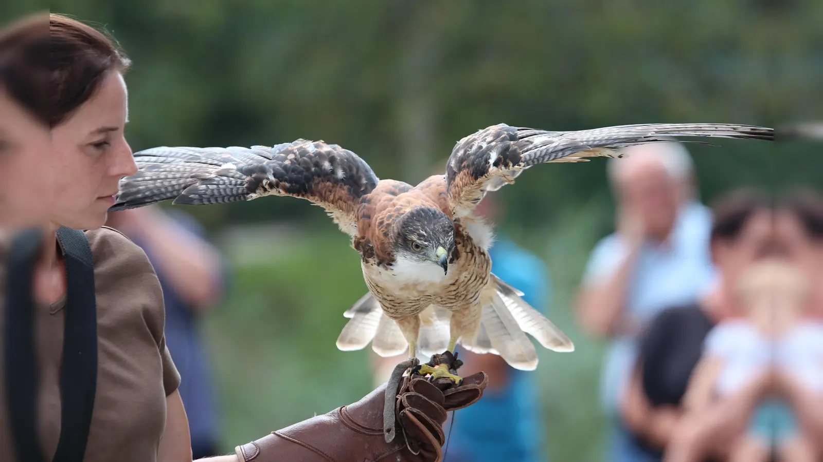 Am 5. Oktober wird zum Greifvogeltag auf die Burg Grünwald eingeladen. (Foto: Falknerei Schreyer)