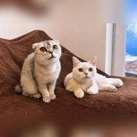 Twingo und Raffaelo sind zwei junge, zutrauliche und menschenbezogene Katzen. (Foto: Tierheim Riem)