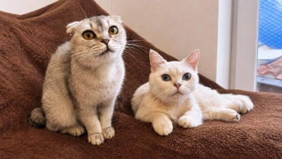 Twingo und Raffaelo sind zwei junge, zutrauliche und menschenbezogene Katzen. (Foto: Tierheim Riem)