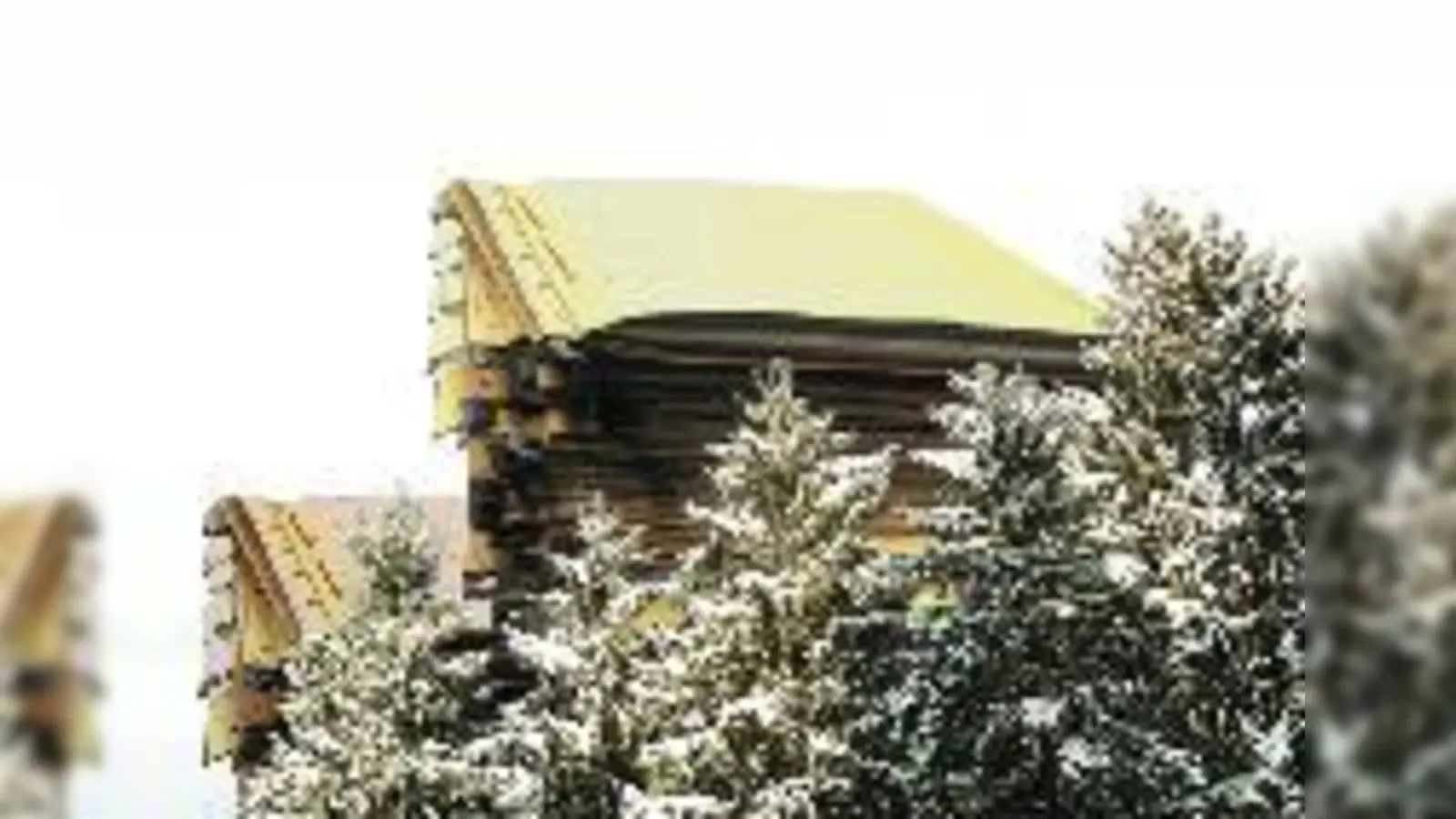 Münchens Fichten sorgen für viel Papier in hiesigen Amtsstuben: Jeder Fällungsantrag muss doppelt geprüft werden, zwischen jeder Prüfung finden Briefwechsel  (statt.Fotos: Archiv)