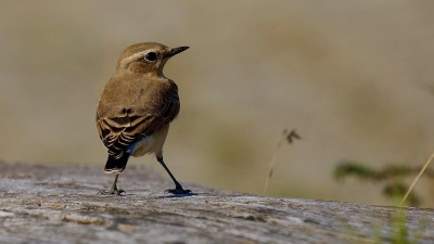 Der Steinschmätzer überwintert südlich der Sahara und ist als Langstrecken-Zugvogel auf Brutmöglichkeiten in Europa angewiesen.  (Foto: Fabian Hertrich)