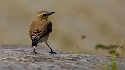 Der Steinschmätzer überwintert südlich der Sahara und ist als Langstrecken-Zugvogel auf Brutmöglichkeiten in Europa angewiesen.  (Foto: Fabian Hertrich)