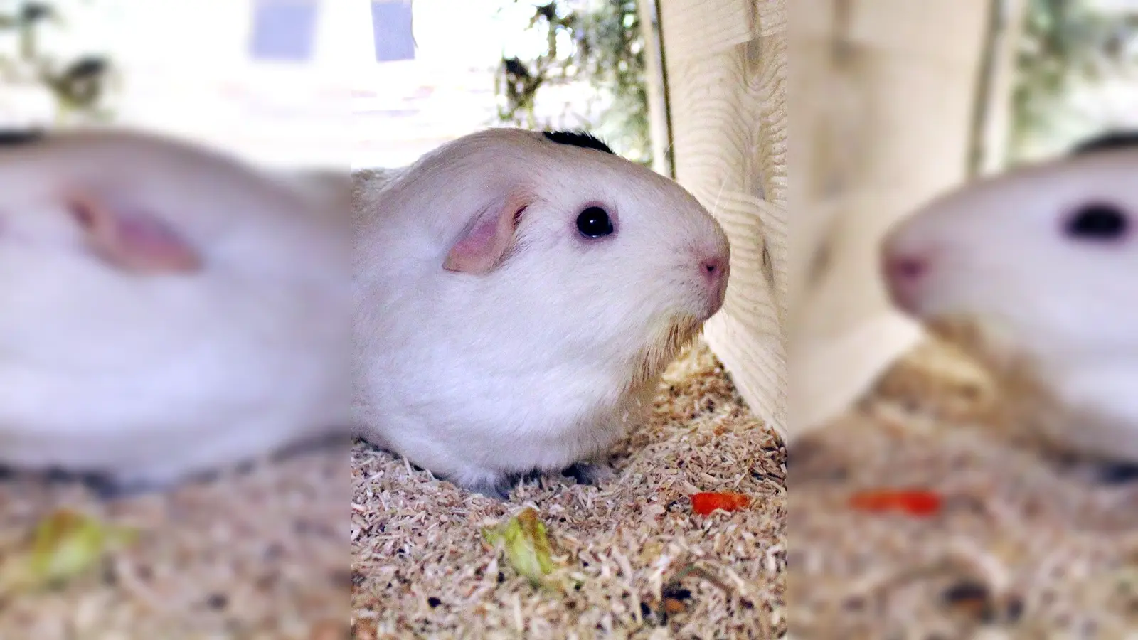 Glatthaar-Meerschweinchen Kasimir. (Foto: Tierheim Riem)