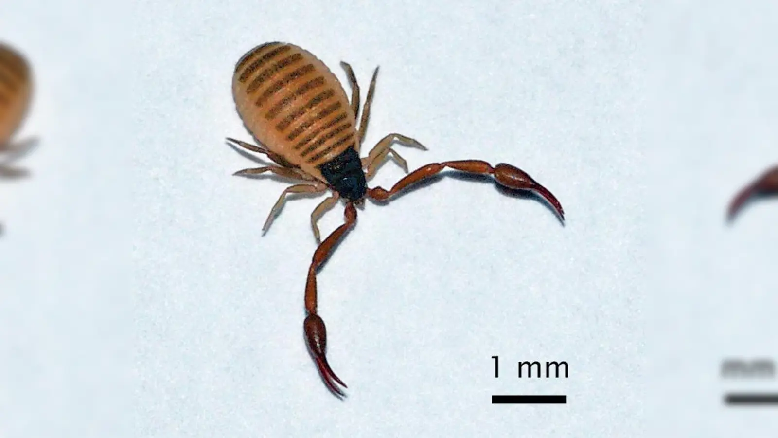 Der Bücherskorpion (CheliferCancroides) hält sich gerne in Bücherregalen auf und macht sich dort als Jäger von Staubläusen und Hausstaubmilben nützlich. (Foto: Christian Fischer/ Quelle: commons.wikimedia.org)