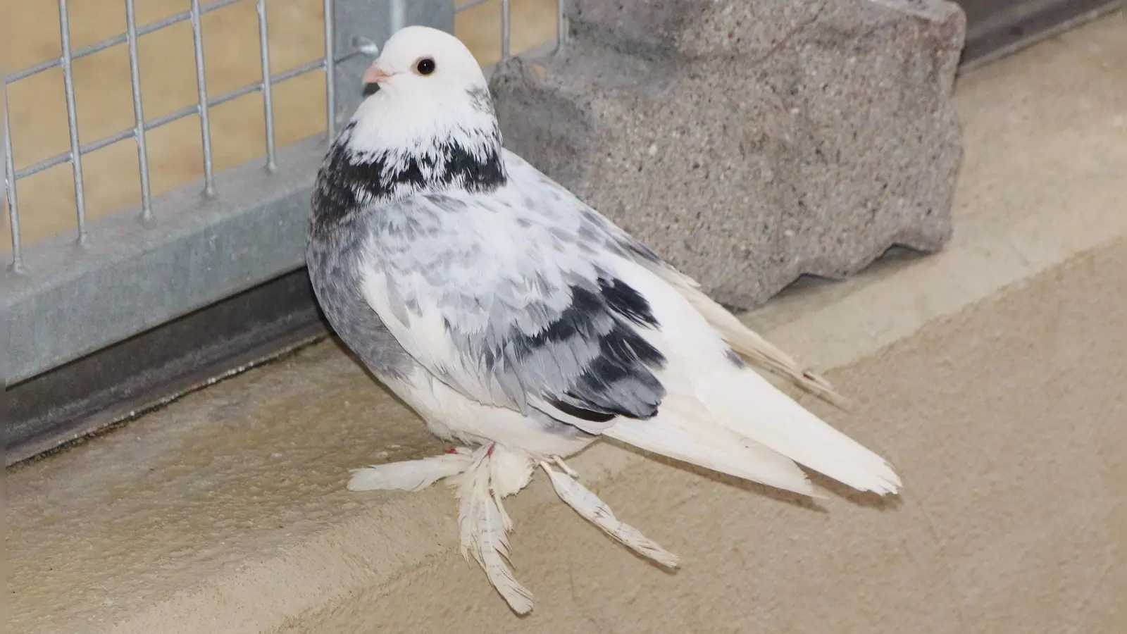 Hübsch aber hinderlich: Federfüßige Tauben sind witterungsanfälliger und können daher in der Natur nicht überleben.  (Foto: Tierschutzverein München)