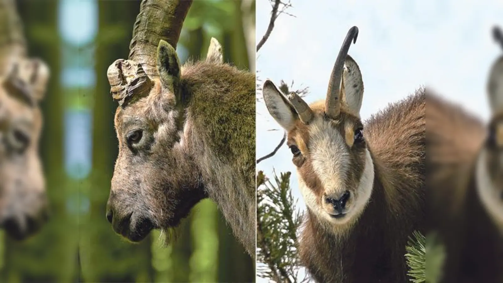 Der Eintritt zu der alpinen Middissage in der Stadtbibliothek ist frei. Die Dauer der Ausstellung ist vom 2. August bis 27. September.  	 (Fotos: VA)