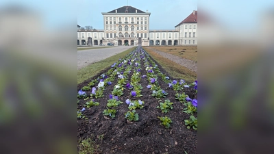 Etwa 55.000 Blumensetzlinge aus der Nymphenburger Schlossgärtnerei sind gepflanzt worden.  (Foto: Bayerische Schlösserverwaltung/Manuel Leuthe)