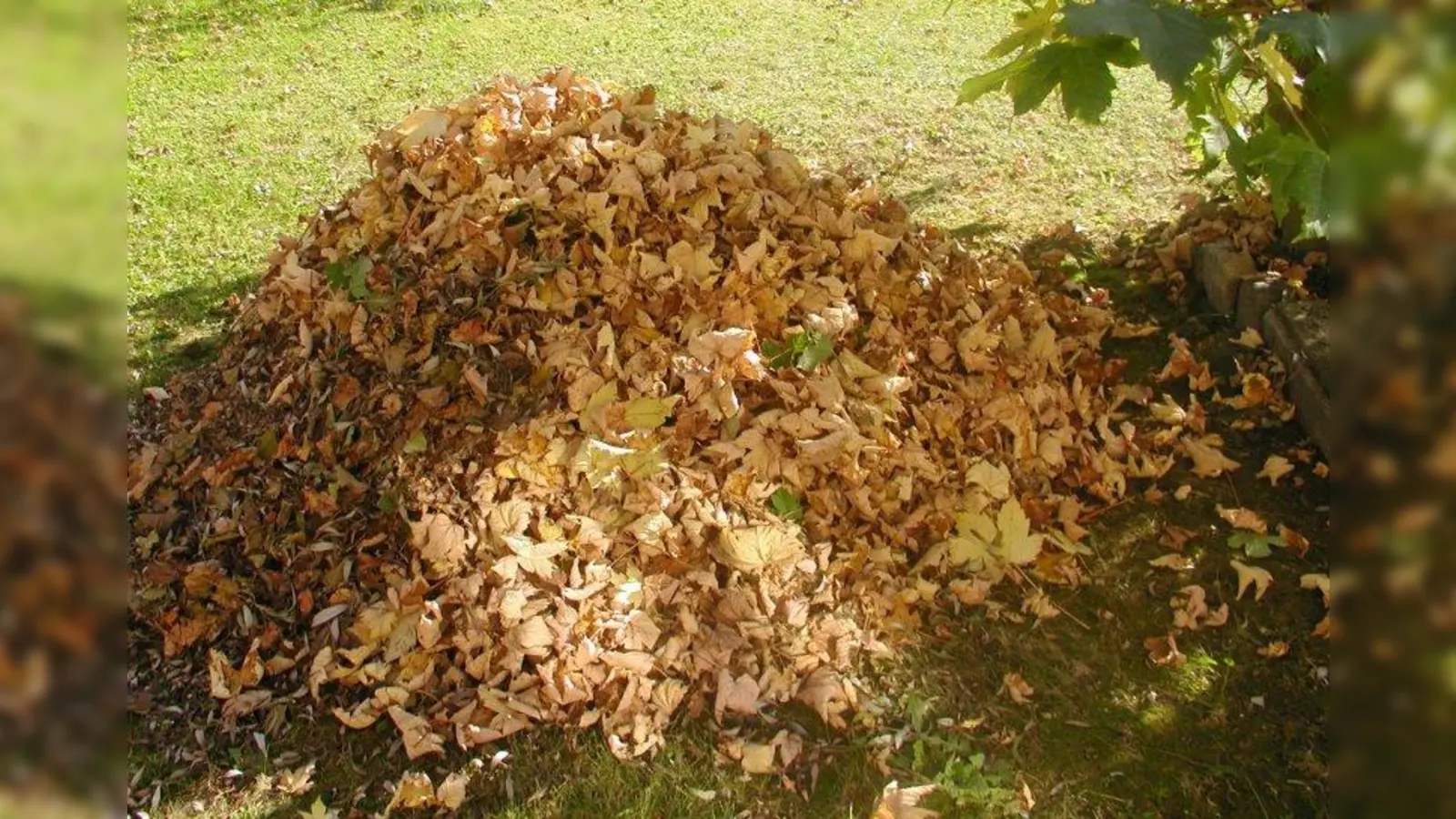 Wer in seinem Garten einen Laubhaufen lässt, bietet dem Igel damit ein perfektes Winterquartier. (Foto: Maria Lanznaster/pixelio)
