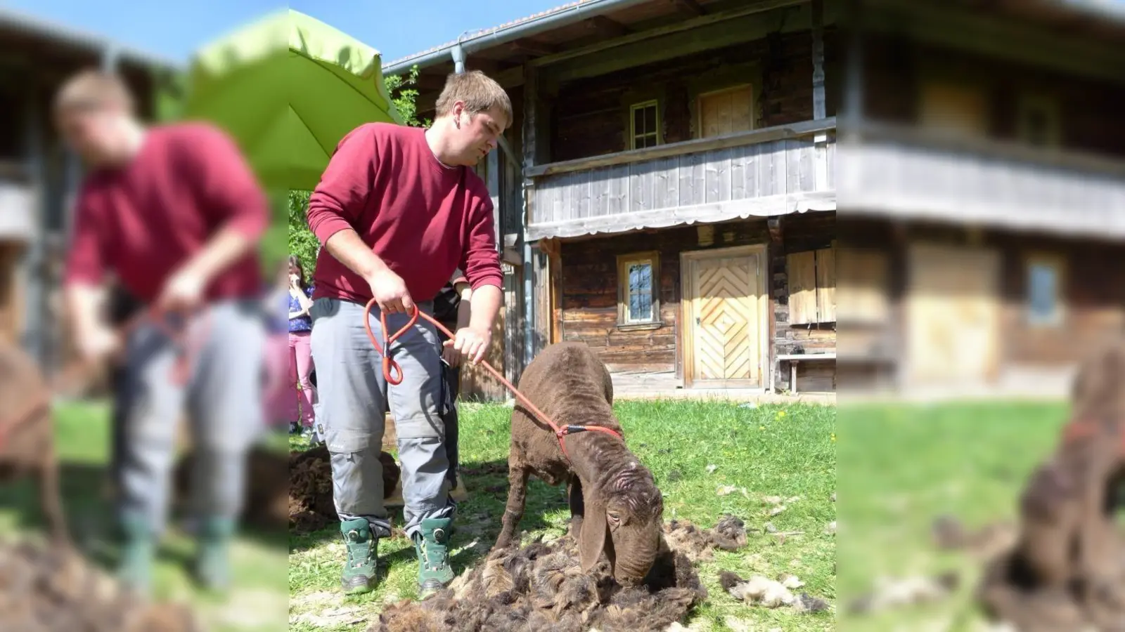 "Vom frommen Lamm zum g'scherten Hammel" ist das Motto der Schafschur am 12. April. (Foto: MWU)