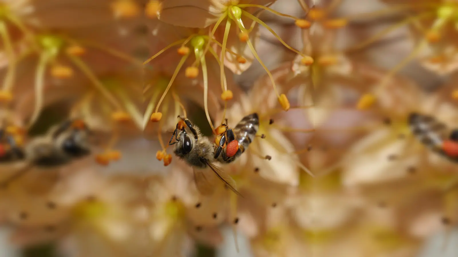 Ob Bienen, Fliegen oder Käfer – in den Gärten des ÖBZ finden viele Insekten ideale Lebensbedingungen. (Foto: Benedikt Meier)