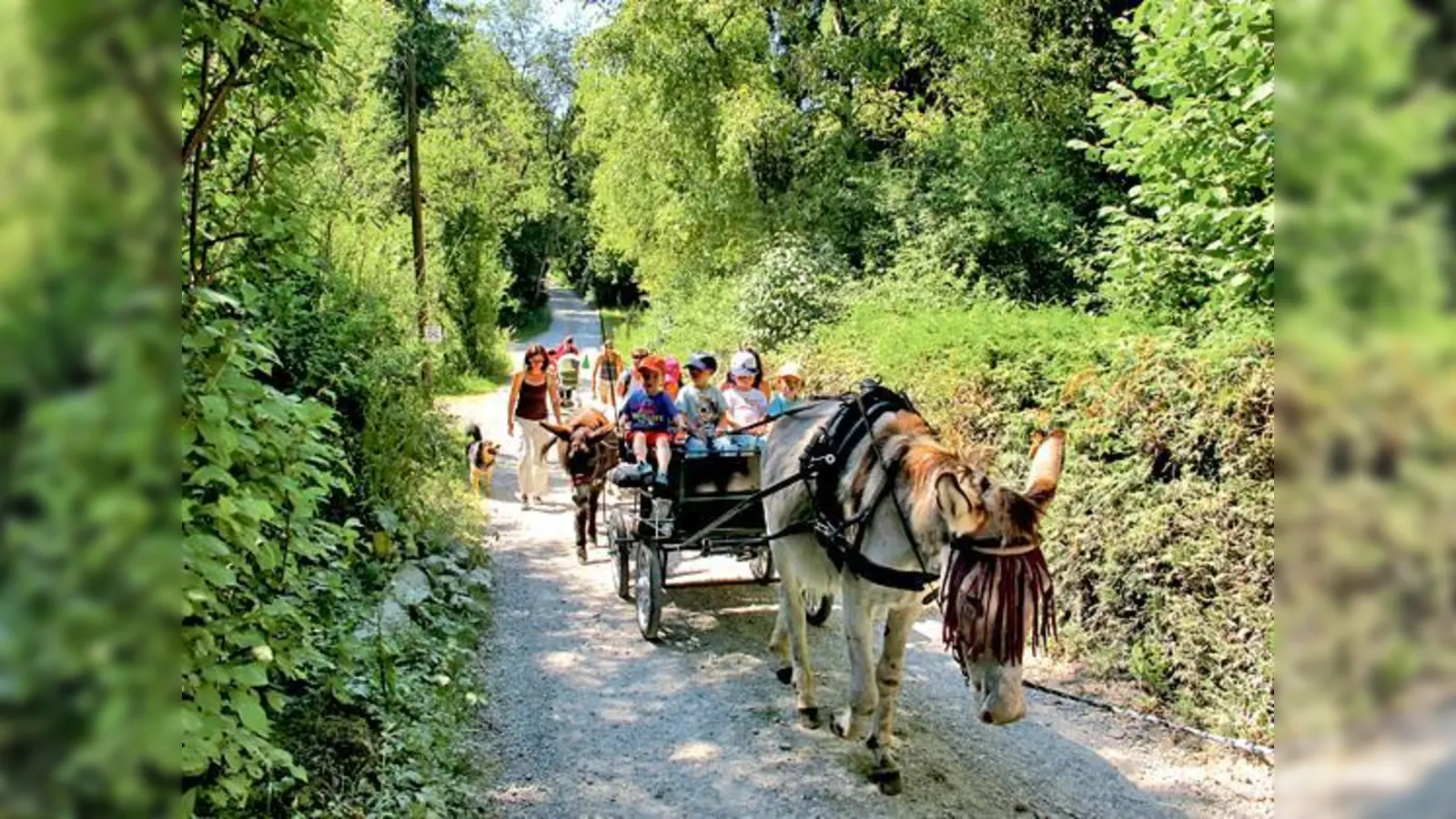 Mit Eseln durch das Kirchseeoner Moos: Besondere Veranstaltung zur Ernährungswoche.	 (Foto: VA)
