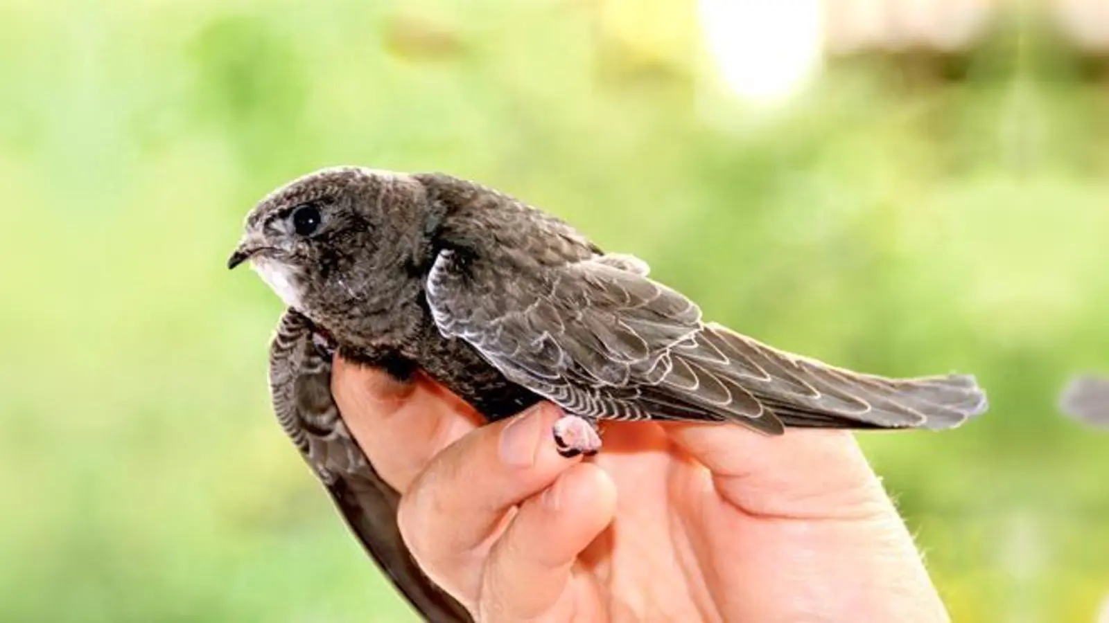 Der Mauersegler ist ein Langstreckenzieher aus der Familie der Segler und hält sich von Anfang Mai bis Anfang August zur Brutzeit in Mitteleuropa auf, ansonsten südlich des  Äquators.  	 (Foto: LBV)