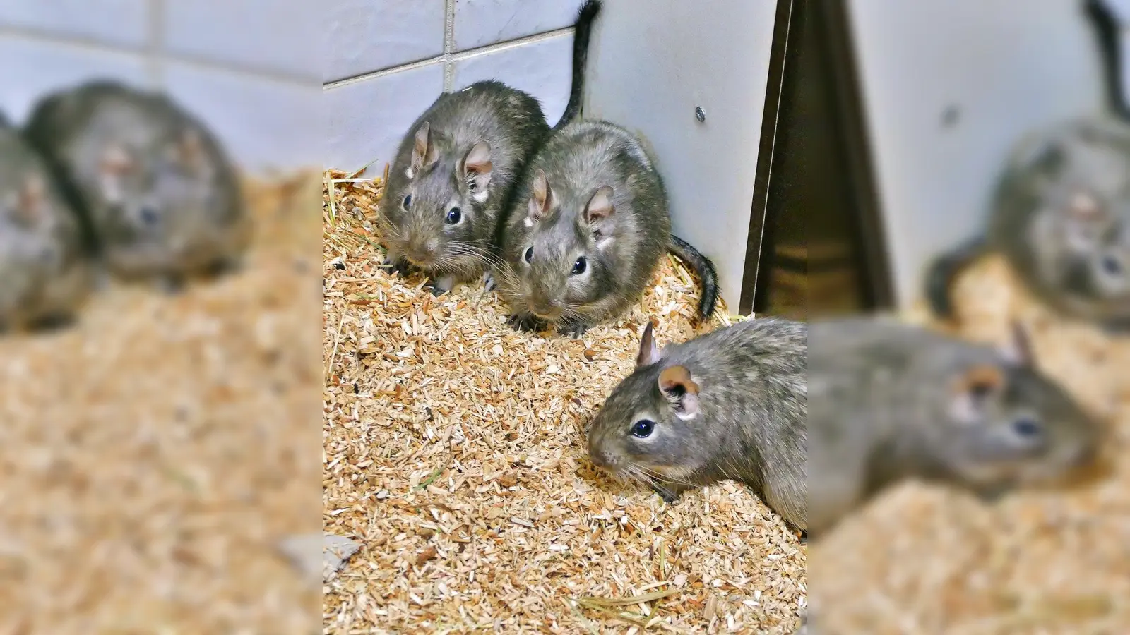 Nymphadora, Ginny &amp; Hermione. (Foto: Tierheim Riem)