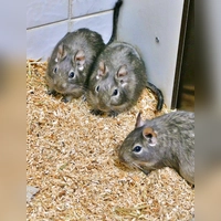 Nymphadora, Ginny &amp; Hermione. (Foto: Tierheim Riem)