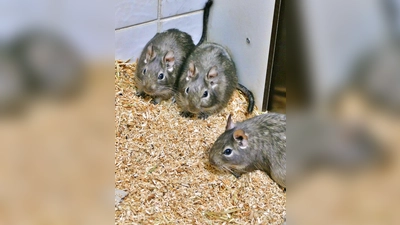 Nymphadora, Ginny &amp; Hermione. (Foto: Tierheim Riem)