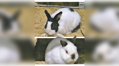 Lilly &amp; Jimmy. (Foto: Tierheim Riem)