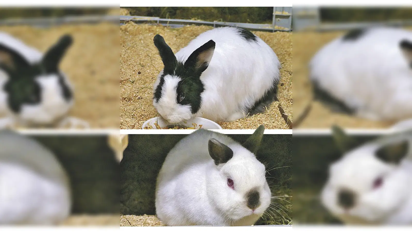 Lilly &amp; Jimmy. (Foto: Tierheim Riem)