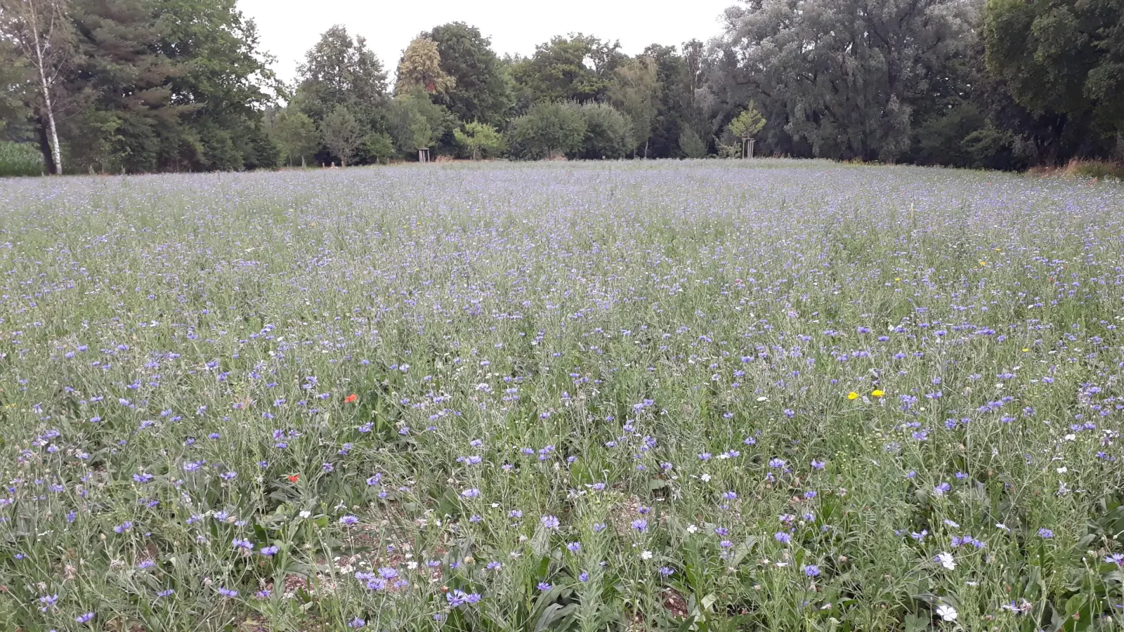 Kornblumen lassen die Streuoblstwiese derzeit in einem sehr hellen Blau erstrahlen. (Foto: Gemeinde Gauting)