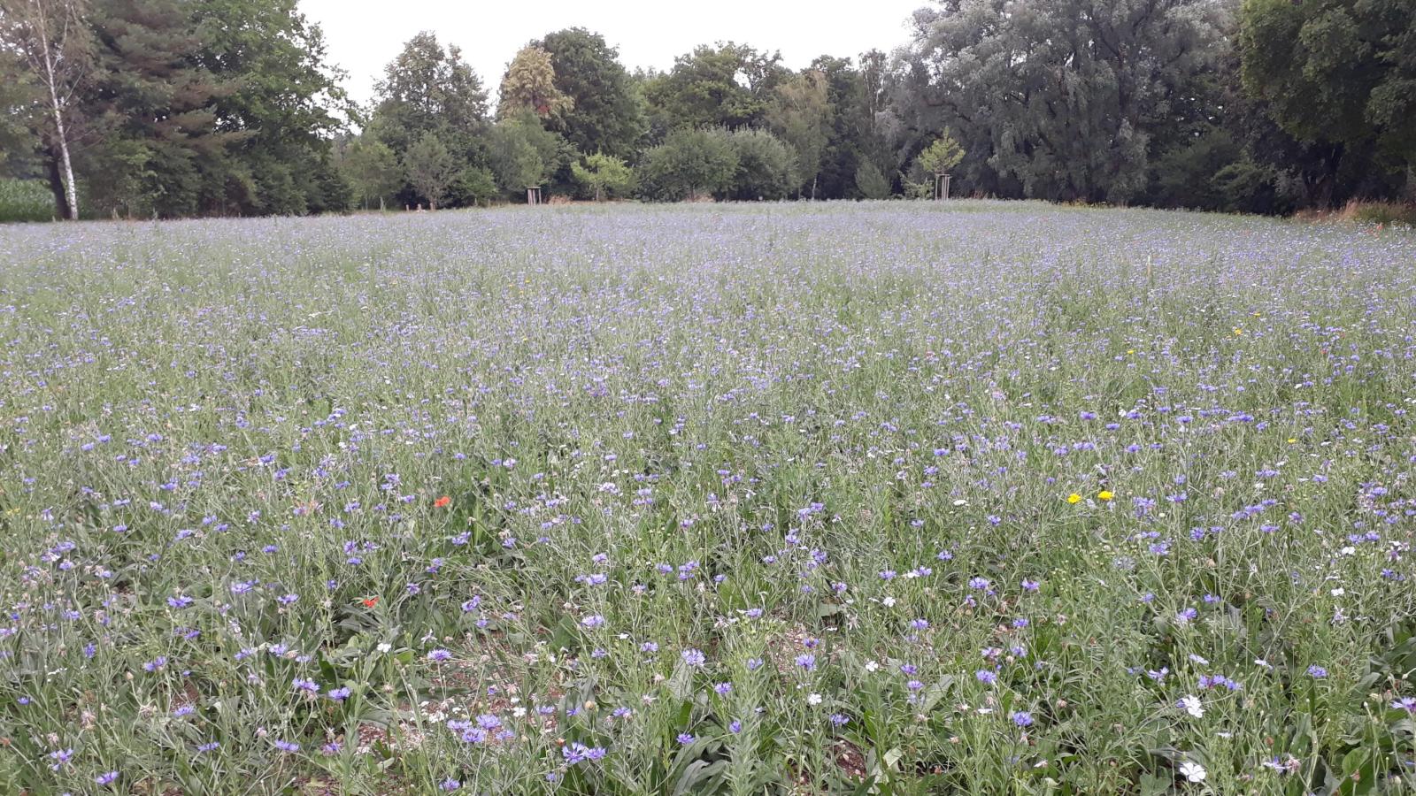 Blassblaues Blütenmeer | Wochenanzeiger
